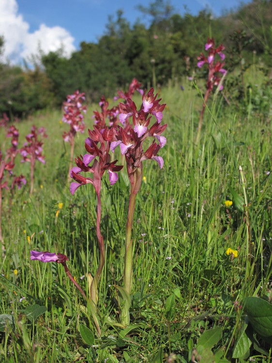 Anacamptis papilionacea